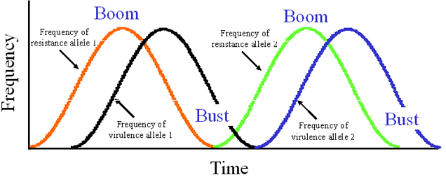 Boom and Bust  cycle - Bio Brains